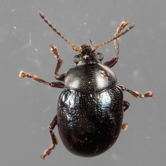 Brachypnoea lecontei