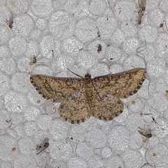 Heliomata glarearia