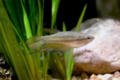 Croaking Gourami photo 3