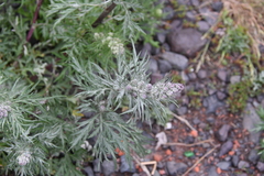 Artemisia tilesii
