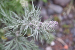 Artemisia tilesii