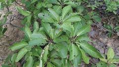 Terminalia bellirica