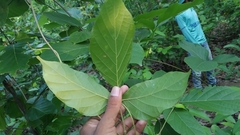 Spatholobus parviflorus