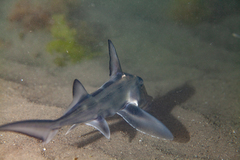 Callorhinchus callorynchus