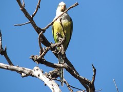 Myiopsitta monachus luchsi