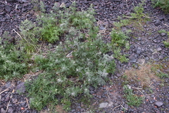 Artemisia tilesii