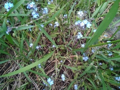 Myosotis