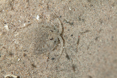 Serolidae