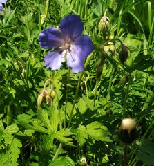 Geranium pratense