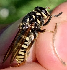 Temnostoma excentrica