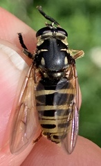 Temnostoma excentrica