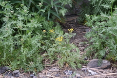 Tanacetum vulgare boreale