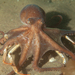 Octopus tehuelchus - Photo (c) Nicolás Battini, μερικά δικαιώματα διατηρούνται (CC BY-NC), uploaded by Nicolás Battini