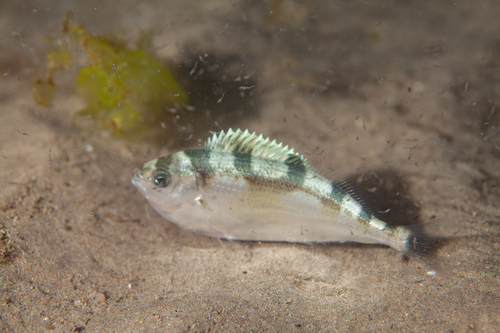 Castaneta (Nemadactylus bergi) — Cheilodactylidae — 3