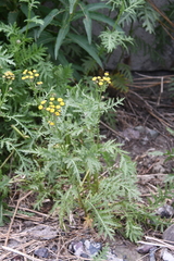 Tanacetum vulgare boreale