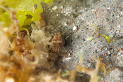 Agonopsis chiloensis