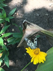 Melanargia galathea