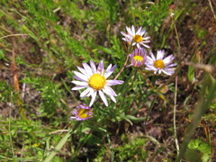Erigeron decumbens