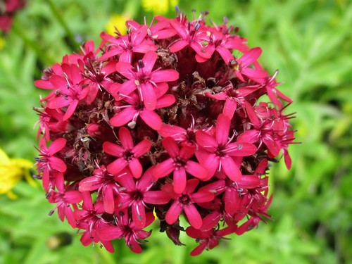 Silene asterias