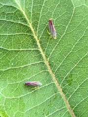 Graphocephala coccinea