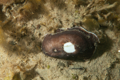 Fissurellidea