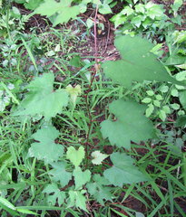 Vitis palmata