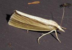 Epina alleni