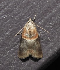 Acrobasis demotella