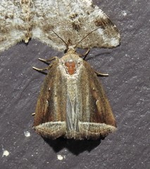 Capis curvata