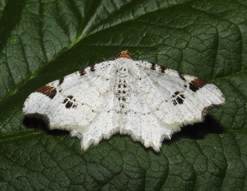 Birch Angle