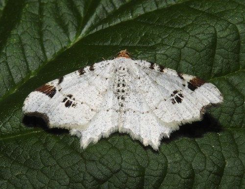 Birch Angle