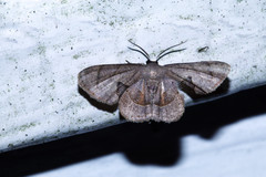 Phazaca kosemponicola