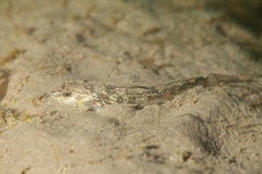 Eleginops maclovinus