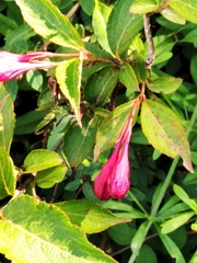 Weigela florida