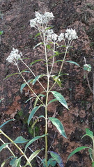 Vitex negundo