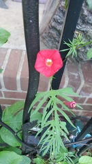 Ipomoea × multifida