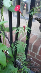 Ipomoea × multifida