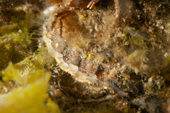 Aequipecten tehuelchus