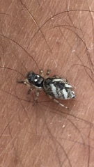 Salticus scenicus