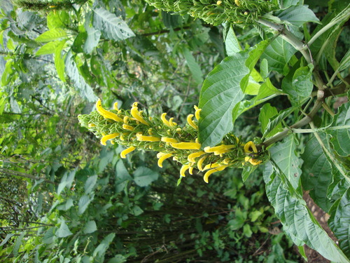 Justicia aurea
