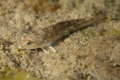 Eleginops maclovinus