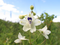 Delphinium pavonaceum