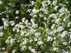 Plagiobothrys figuratus