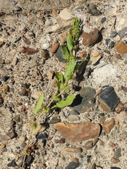 Rumex marschallianus