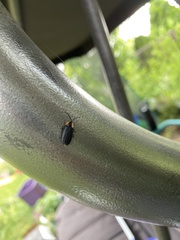 Lucidota atra
