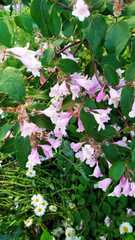 Weigela floribunda