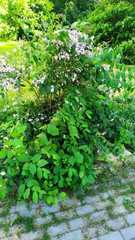 Weigela floribunda