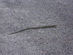 Gerrhonotus ophiurus