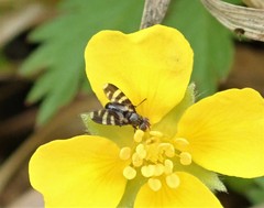 Herina frondescentiae