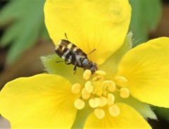 Herina frondescentiae